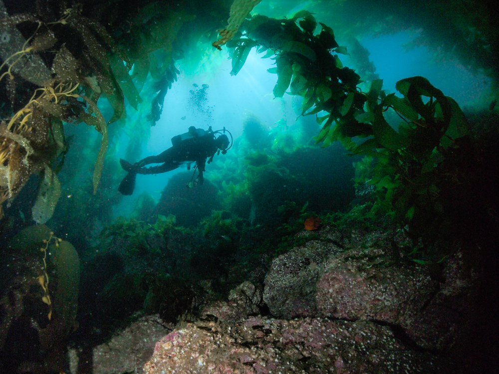 Diver in the kelp forest