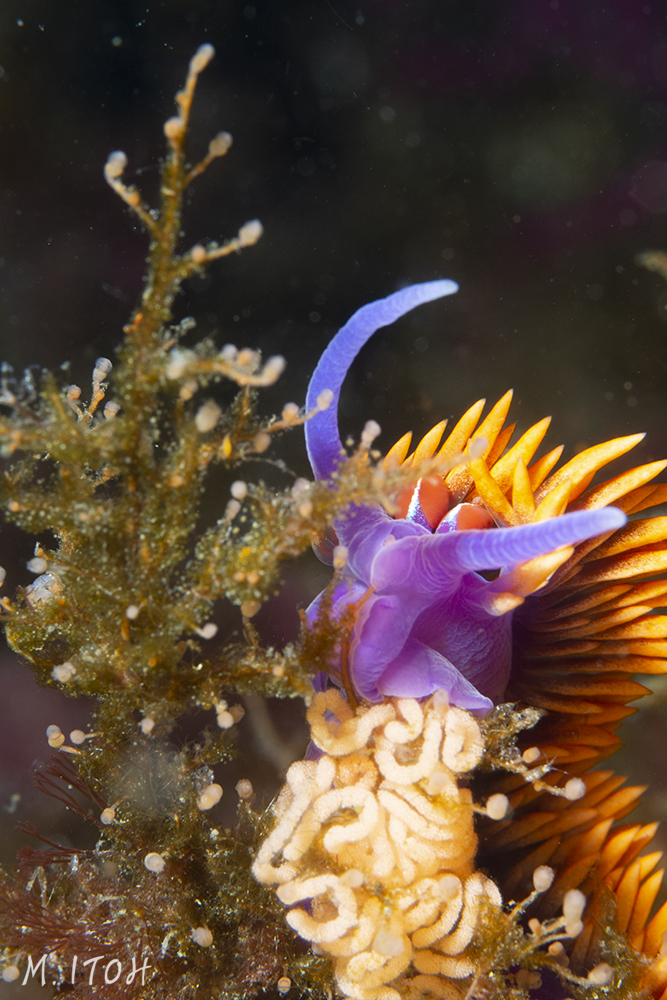 Too bad the Spanish shawl is cropped off, but it was swaying back and forth so much I was happy just to get a clear shot of the nudibranch and the eggs.
