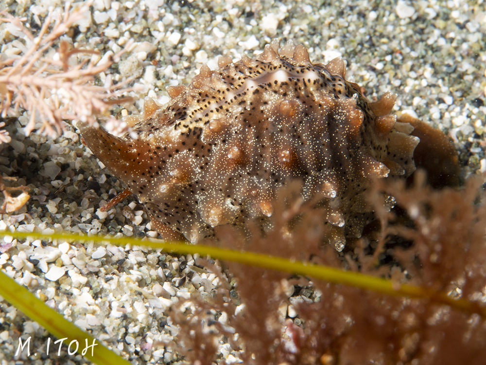 A live Solander's trivia. Lighter color shell and larger than California trivia