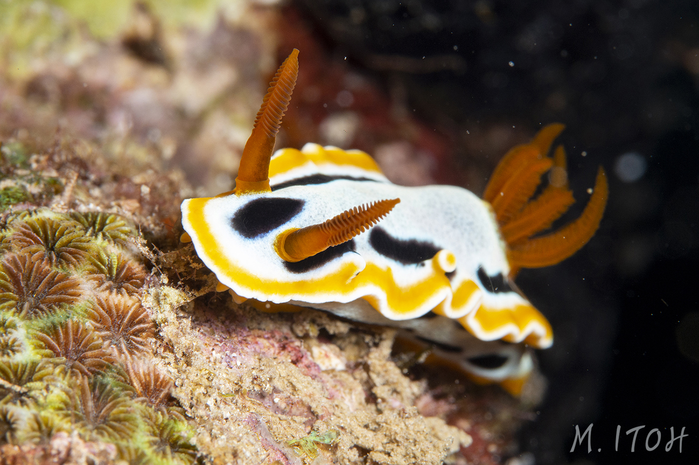 Chromodoris Annae