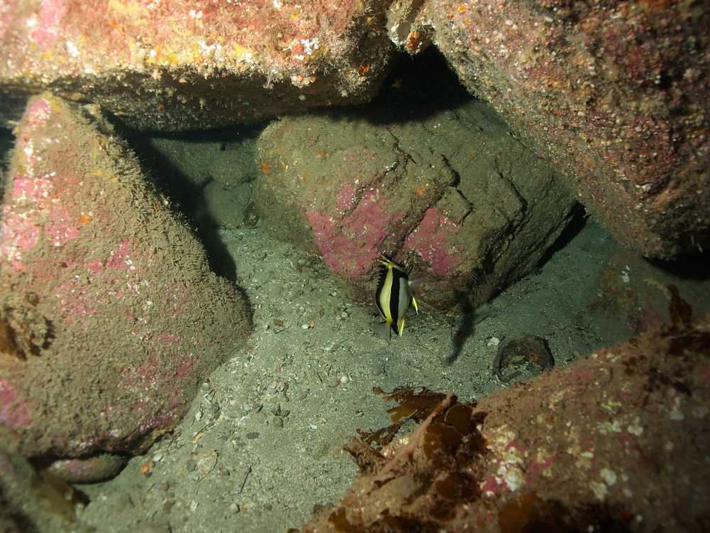 Photo by Thomas Templar