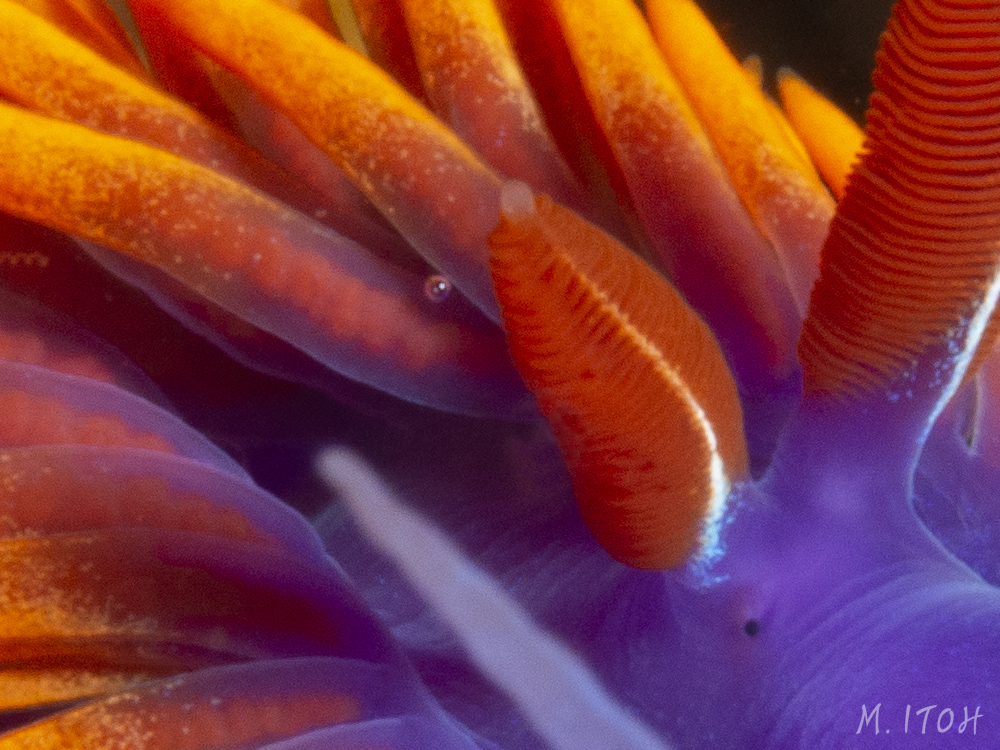 Close up of the Spanish shawl head. Do you see the tiny little eye near the base of the rhinophore? Nudibranchs do have eyes, but their eyes are embedded into the skin and don't 