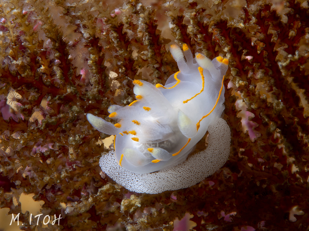 Ancula gibbosa (or Ancula pacifica)