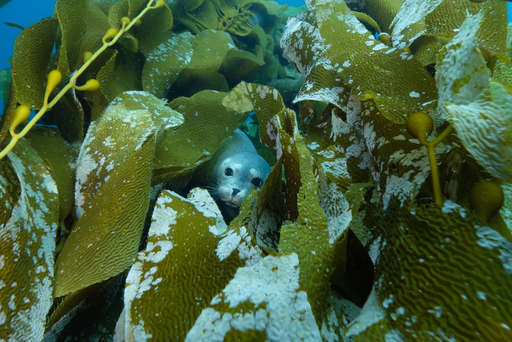 My favorite sea animal! California Harbor seal! He was playing hide and seek with me for more than 10 minutes at Santa Barbara Island, California