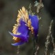 Flabellinopsis Iodinea (Spanish Shawl)
at Santa Rosa Island
Yes, they are one of the most commonly seen nudibranch in So Cal, but they are so stunning!
			