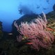 Young California sheepshead (Semicossyphus pulcher) dance through the reaching arms of vibrant Red Gorgonian (Leptogorgia chilensis) at Farnsworth Bank. Stunning visibility reveals a flock of descending divers one-hundred feet above the reefs below.									