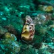 Orange throated pike blenny - We made it to the Pelican Reserve on Nov 3, 2018 on the Explorer. I searched all over without luck. I led my group back to the boat and then decided to go down to the reef just under the boat for one last look. I was about to give up when I spotted this little guy poking his head out.