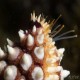 Close-up of the arm tip of a giant spiny star. Happy to see the sea stars making a come back after being decimated by the sea star wasting disease.