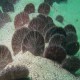 Live sand dollars on the sea floor