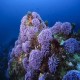 Purple hydrocoral (Stylaster californicus) thrive on the lush reefs at Farnsworth Bank, a secluded dive site on the back side of Catalina Island, entrancing divers with their brilliant color.									