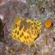 Peltodoris Mullineri (Mulliner's dorid) at Santa Cruz Island 9/30/16							