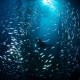A diver is swarmed by a school of silverside swirling around her as she descends under the towering structure of a Southern California Oil Rig.									