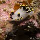 Polycera tricolor - such a funny looking little nudibranch