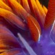 Close up of the Spanish shawl head. Do you see the tiny little eye near the base of the rhinophore? Nudibranchs do have eyes, but their eyes are embedded into the skin and don't see things like our eyes. Their eyes are light sensing organ which can detect light and dark, and when a shadow is passing over them.