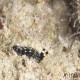 I think this is THE TINIEST nudibranch I have seen. Probably less than 1cm long. I don't know how I spotted it.