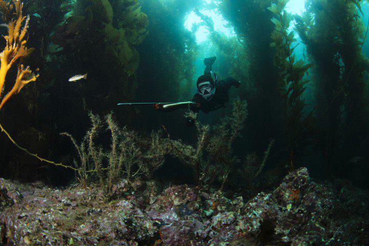 Diver Name
