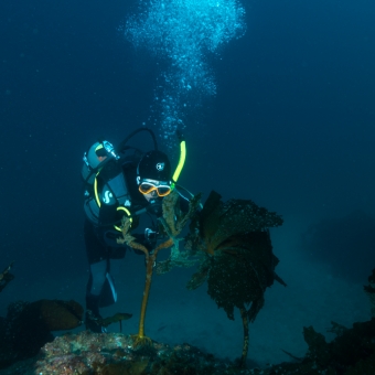Diver Name