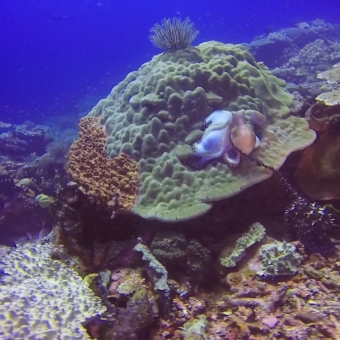 Diver Name