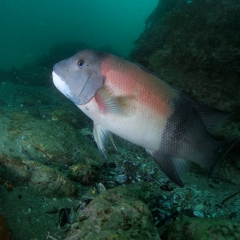 Trip 5/27/20 Shaws Cove