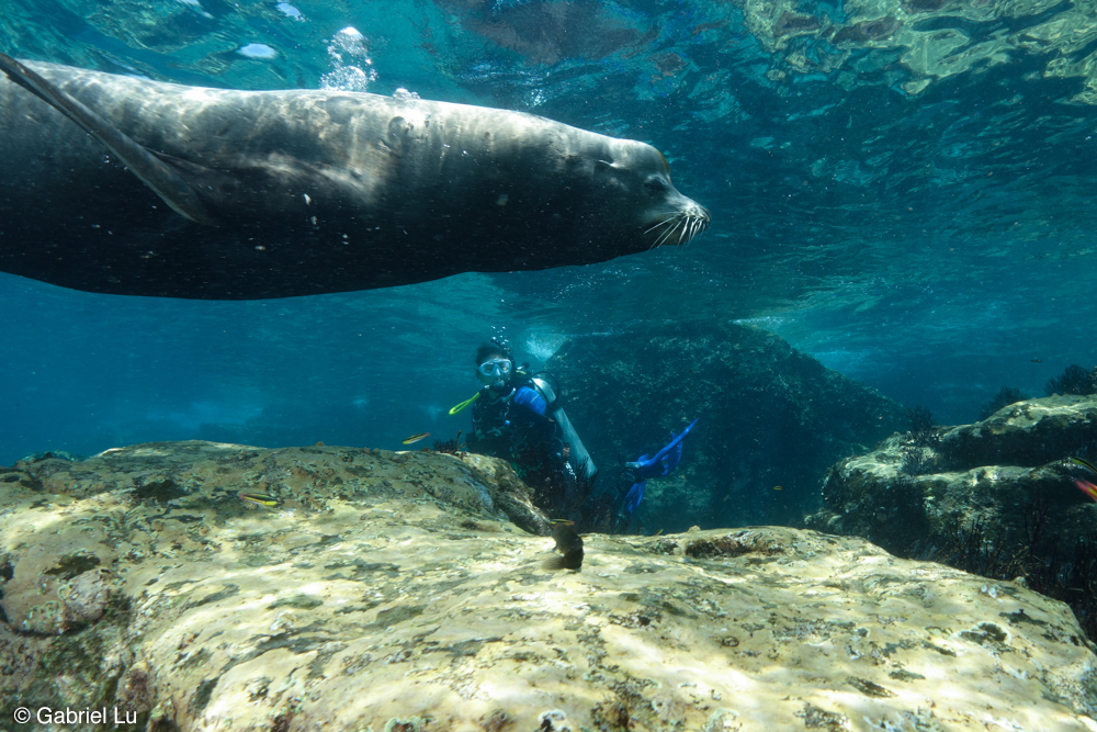 La Paz Liveaboard Diving & Magdalena Bay Sardine Run Extension 2025