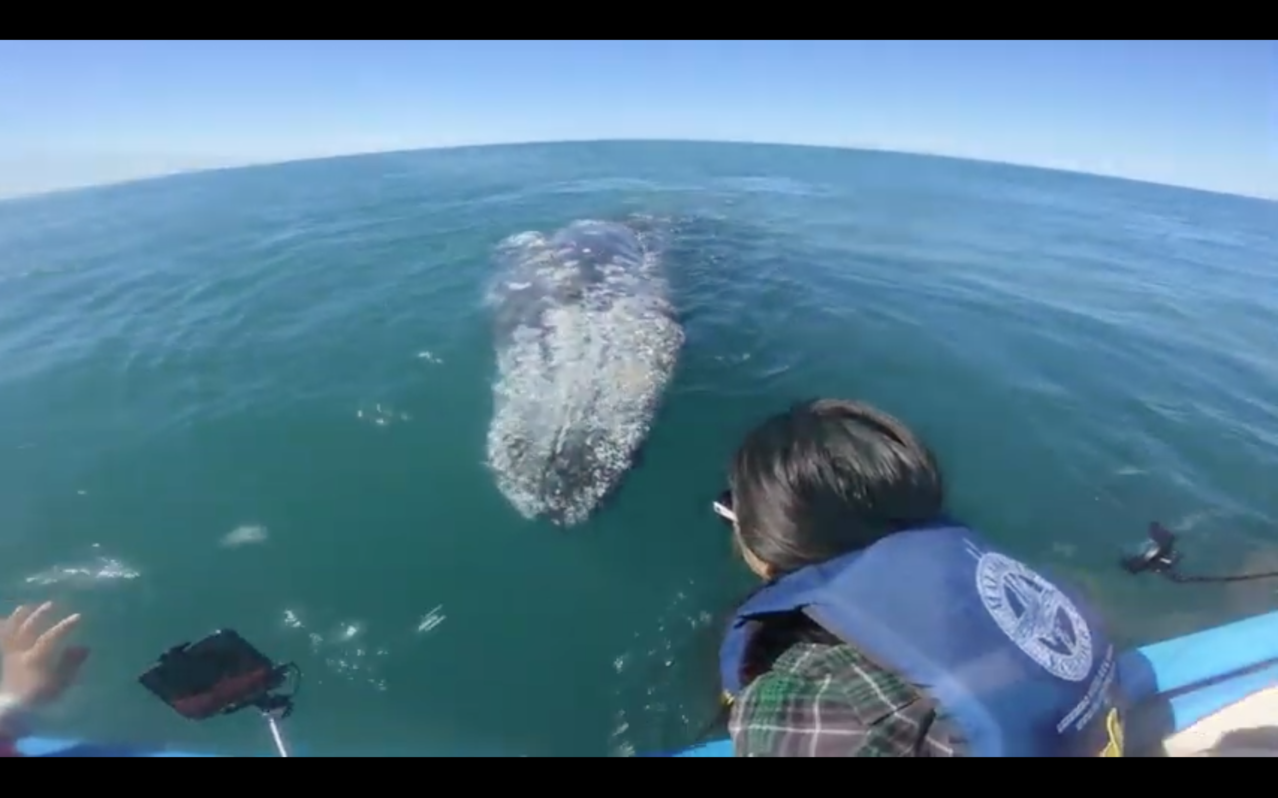 A Whale of a Tale - Baja California Adventure